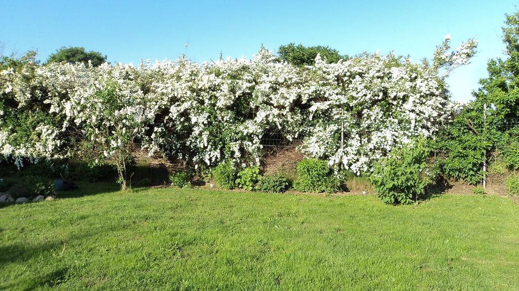 Ferienhaus Storchenweg Mahlzow Exteriör bild
